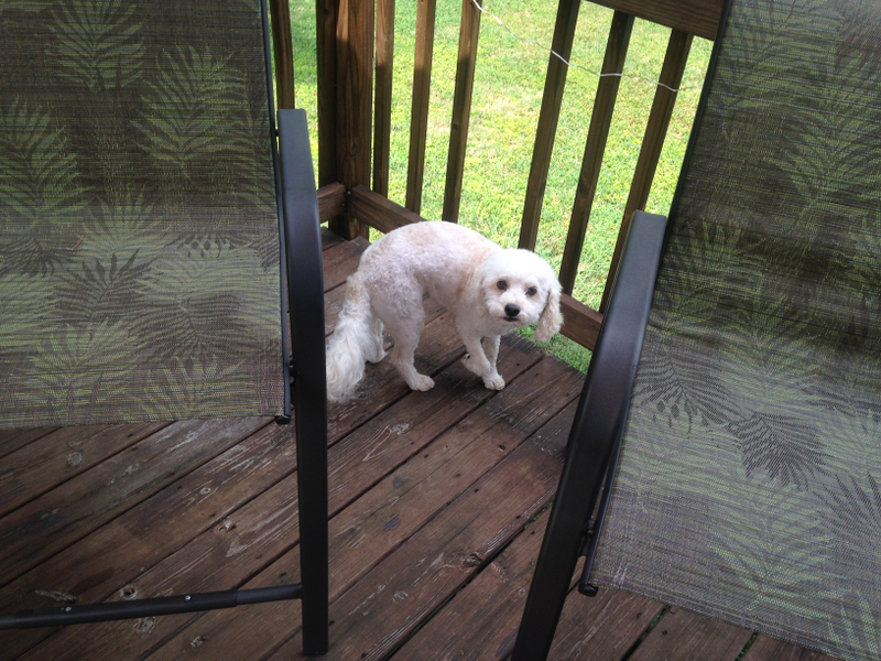 Doggo